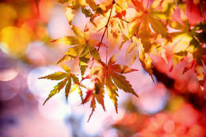 autumn-autumn-colours-autumn-leaves-355302.jpg